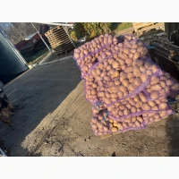 Картопля. Продовольча