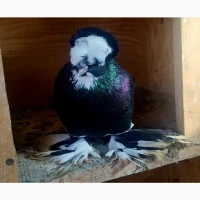 Голуби двохчубі торкути