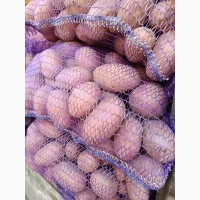 Продам картоплю бела роса, санібель, гранада