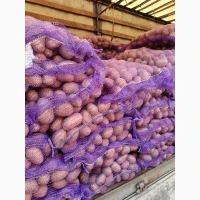 Продам картоплю бела роса, санібель, гранада