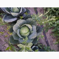 Продам капусту 2гат