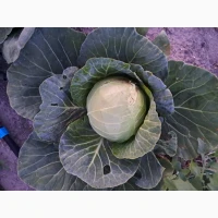 Продам капусту 2гат