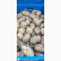 Продам картошку в качестве