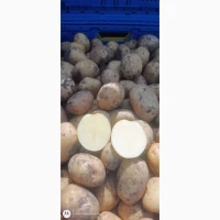 Продам картошку в качестве