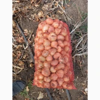 Продам лук Штутгарт