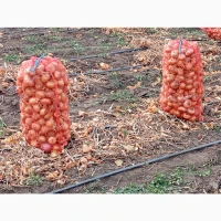 Продам лук Штутгарт