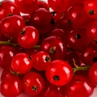 Смородина червона куплю