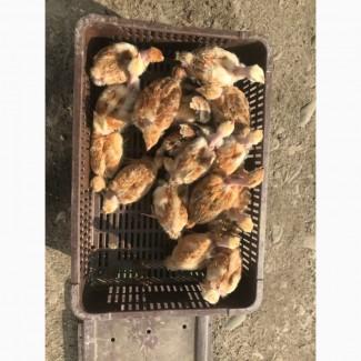 Курчата підрощені іспанка, редбро, мастер грей, гріз бар