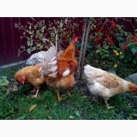 Курчата підрощені іспанка, редбро, мастер грей, гріз бар