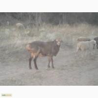 Продам племенного барана эдельбаевской породы