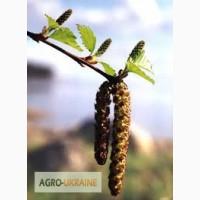 Береза, почки