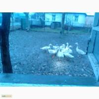 Продам мясо птицы гуси, куры, индюки