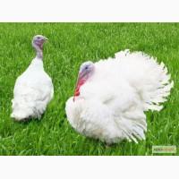 Продам мясо индейки, порода БИГ-6