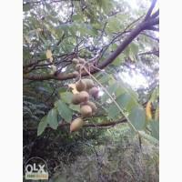 Саженцы черного (маньчжурского) ореха