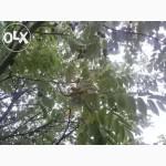 Саженцы черного (маньчжурского) ореха