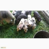 Продам поросята