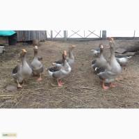Продам інкубаційні гусячі яйця