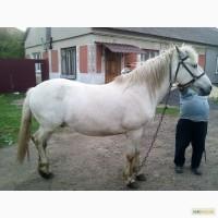 Продам коня