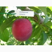 Продам аличу Комета Кубанська