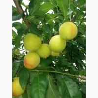 Продам аличу Комета Кубанська