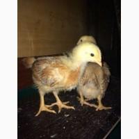 Молодняк кур породи Фоксі Чик