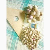 Продам чеснок на посадку 2025р. ВОЗДУШКА сорт Любаша