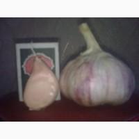 Продам чеснок на посадку 2025р. ВОЗДУШКА сорт Любаша