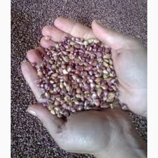 Продам чеснок на посадку 2025р. ВОЗДУШКА сорт Любаша