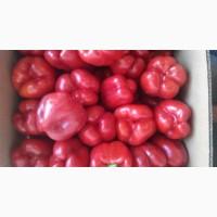 Продам перец геркулес