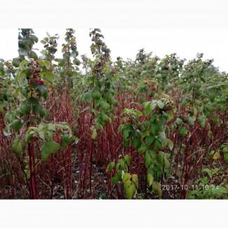 Приймаємо замовлення на саджанці малини з відкритою кореневою системою