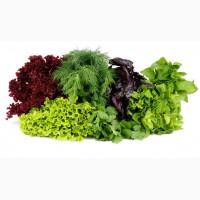 Свежая зелень круглый год