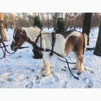 Упряжь для пони евро упряжь упряжь на пони