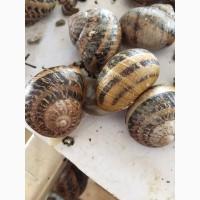Улитки ( Равлики ) маточное стадо Helix aspersa muller, Helix aspersa