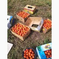 Продам помідор сливку