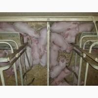 Продам поросят мелким и крупным оптом, трехлинейный гибрид мясного направления