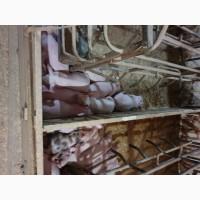 Продам поросят мелким и крупным оптом, трехлинейный гибрид мясного направления