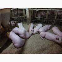 Продам поросят мелким и крупным оптом, трехлинейный гибрид мясного направления