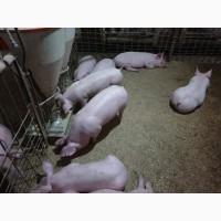 Продам поросят мелким и крупным оптом, трехлинейный гибрид мясного направления