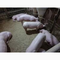 Продам поросят мелким и крупным оптом, трехлинейный гибрид мясного направления