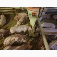 Продам поросят мелким и крупным оптом, трехлинейный гибрид мясного направления