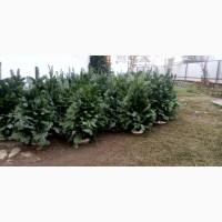 Продам живi Ялинки новорiчнi набiрнi смерековi