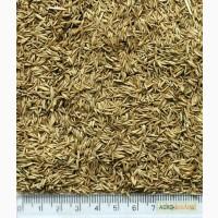 Насіння Грястиці Збірної