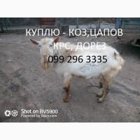 Куплю Козы, цапы, козлы