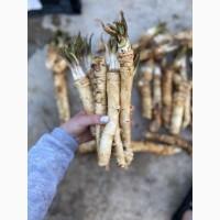 Продам корін хріну на Пасху