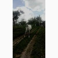 Продам молоду кобилу, робоча. (6 років))
