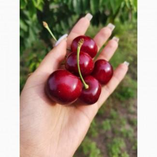 Продам черешню, обьем большой