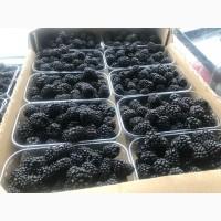 Продам свежую ежевику