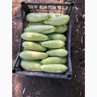 Продам кабачок