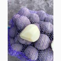 Продам товарный картофель сорт санте, моцарт