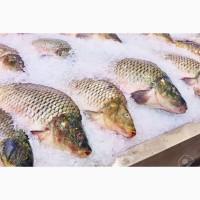Продам свіжомороженную рибу Короп(2-5кг), Толстоло(2-7). Опт! Роздріб